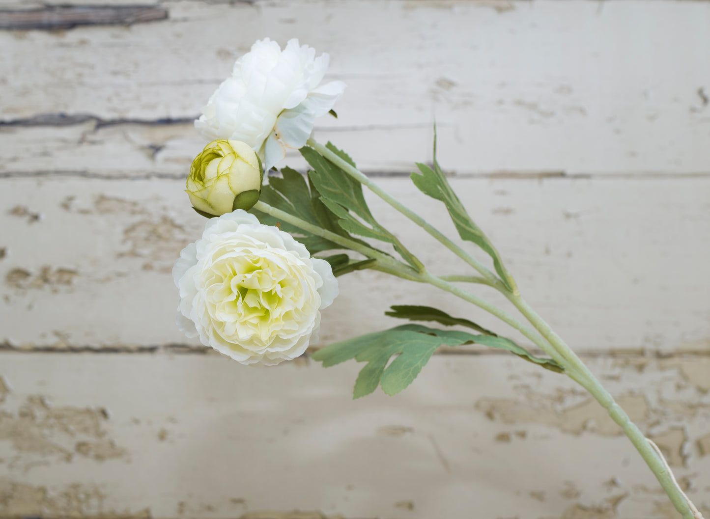 Country White Collection