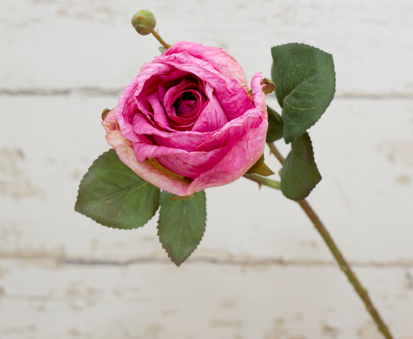 The Sonora Rose Collection
