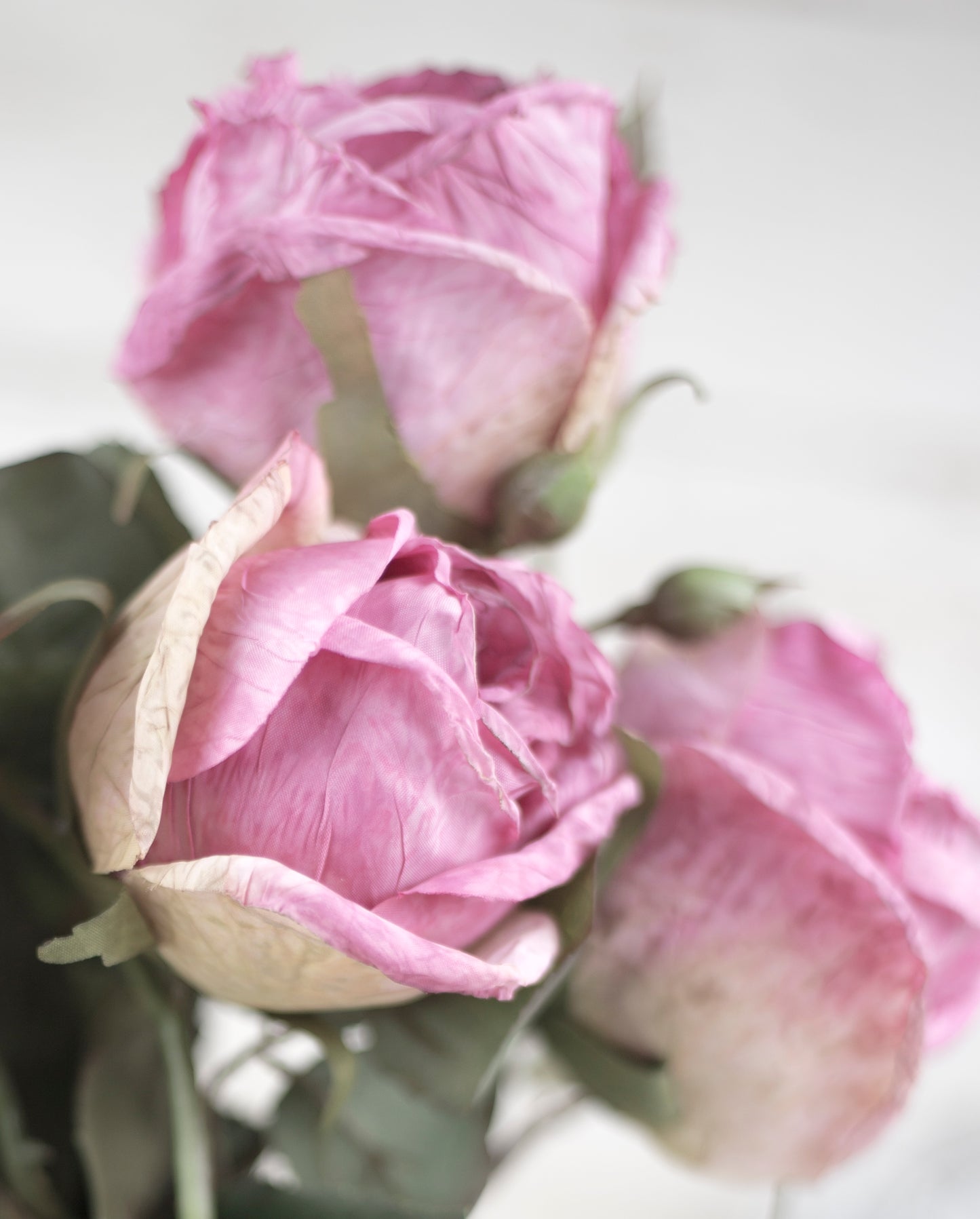 The Sonora Rose Collection