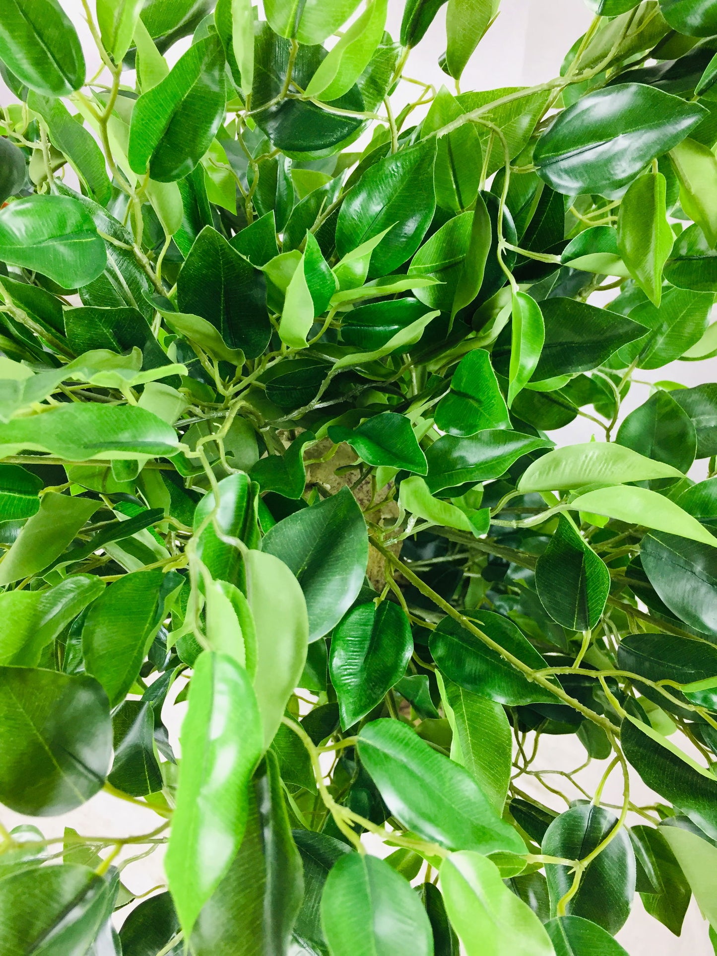 Large Artificial Ficus Tree With Twisted Trunk