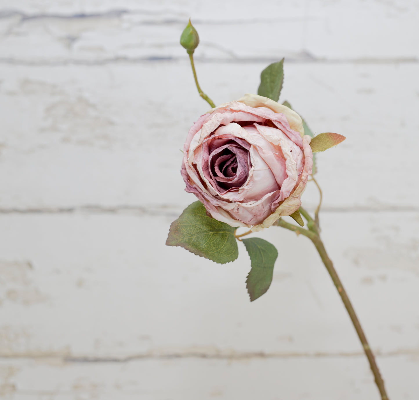 Desert Rose & Herb Collection