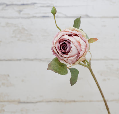 Desert Rose & Herb Collection
